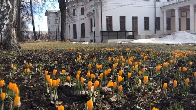 В музее‑усадьбе «Остафьево» расцвели крокусы смотреть онлайн