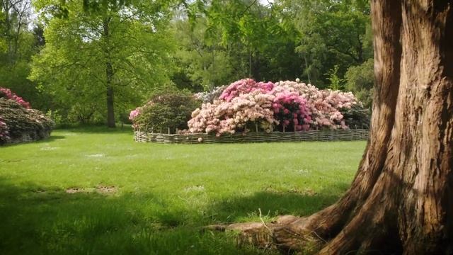 Blooming ISABELLA PLANTATION in Richmond Park (The Royal Parks) смотреть онлайн