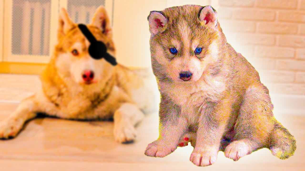 ЧТО СЛУЧИЛОСЬ С ЩЕНКАМИ? ЛУЧШИЕ СЕРИИ!! (Хаски Бублик) Говорящая собака Mister Booble смотреть онлайн