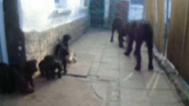 п-к  Роман-Кош.  Мондеаль с помнтом -Т. фул контанкт