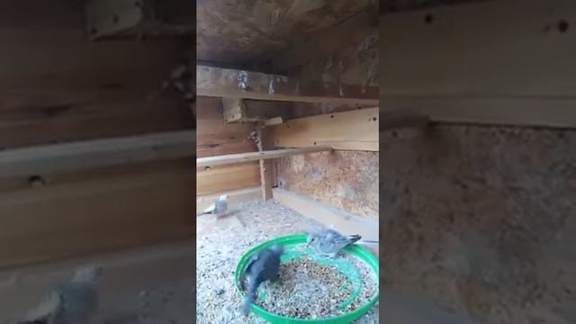 Бриллиантовая горлица смотреть онлайн