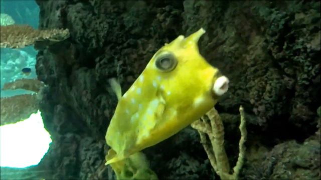 10 Of The Deadliest Fish In The World You Must Know! смотреть онлайн