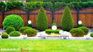 Туи в ландшафтном дизайне: выбираем интересные идеи 50 фото