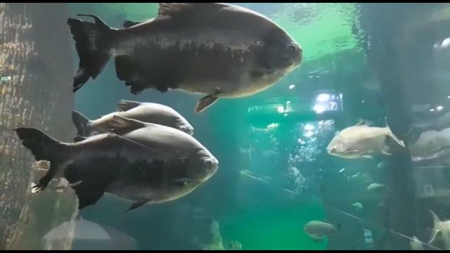 МОСКВАРИУМ 2020 смотреть онлайн