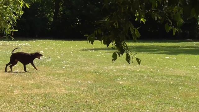 OKEAN ELZY DE GRANDE VINKO ZTP V1A 12-05-2018 смотреть онлайн