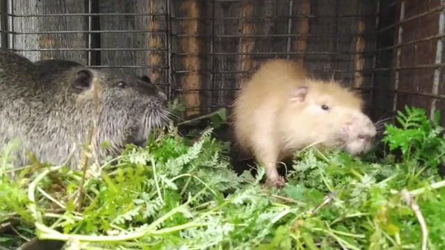 Нутрии и сидераты.. смотреть онлайн