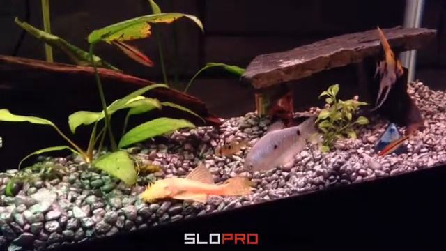 Gourami, Angelfish,M, Bristle Nose Plecoptera Pellet Fighting смотреть онлайн