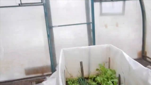 Что выросло за месяц в неотапливаемой теплицы. Югорск. ХМАО. Западная Сибирь.. смотреть онлайн