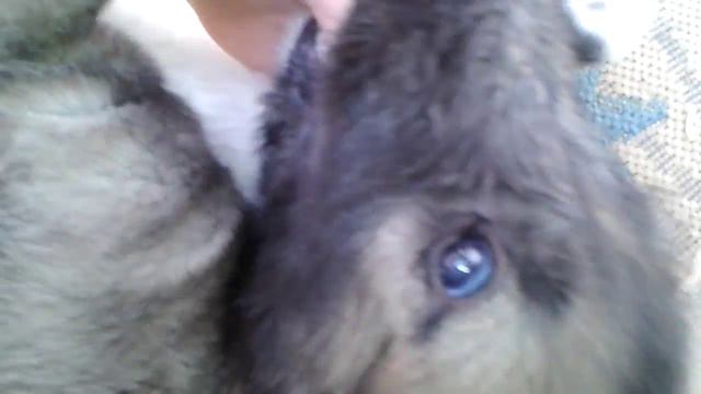 Щенки ирландского волкодава с матерью Андрой. смотреть онлайн