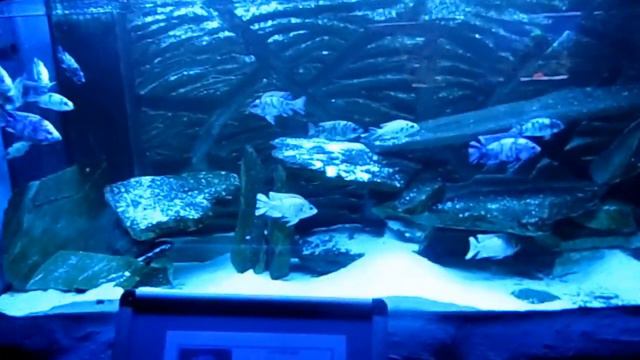 OCEANARIUM W POBIEROWIE смотреть онлайн