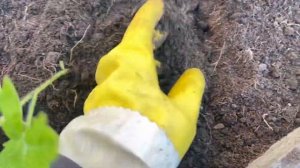 Лучший способПосадка томатов в грунт Рассада переросла и вытянулась Что делать? #рассада #томаты