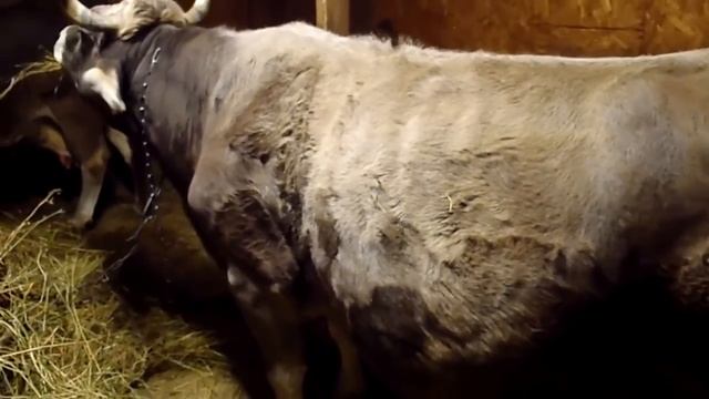 Рождество. Подписчиков 7 тыс..Отел.