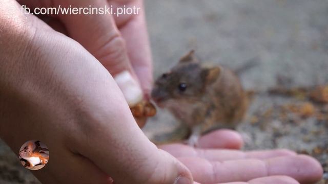 2019.06.23 mysz polna Apodemus agrarius смотреть онлайн