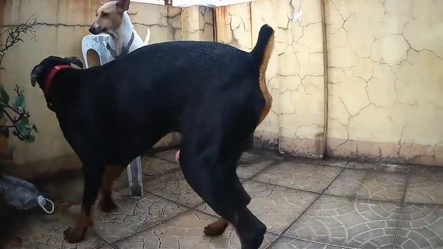 Doberman in heat смотреть онлайн