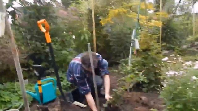 Посадка клематисов с закрытой корневой системой смотреть онлайн