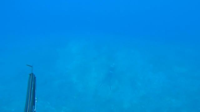 EPIC UHU OPARA AVEC UME HEREPOTI #tahitianspearo #tahiti смотреть онлайн