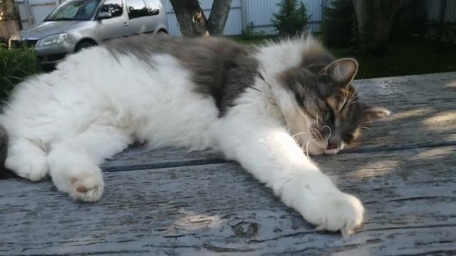 Сибирский кот Тишка. Райская жизнь смотреть онлайн