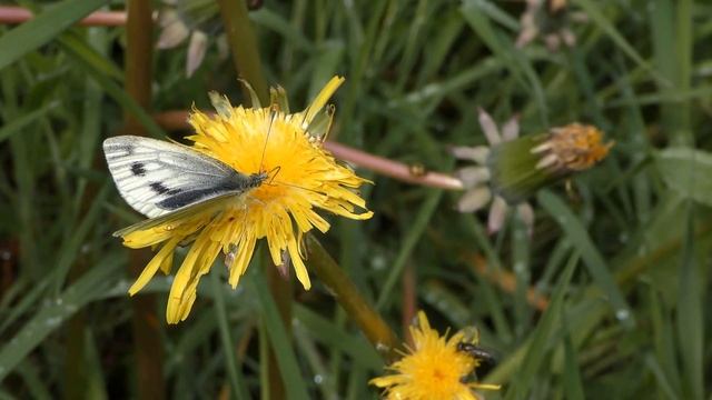 Panasonic HC-WX970 4K смотреть онлайн