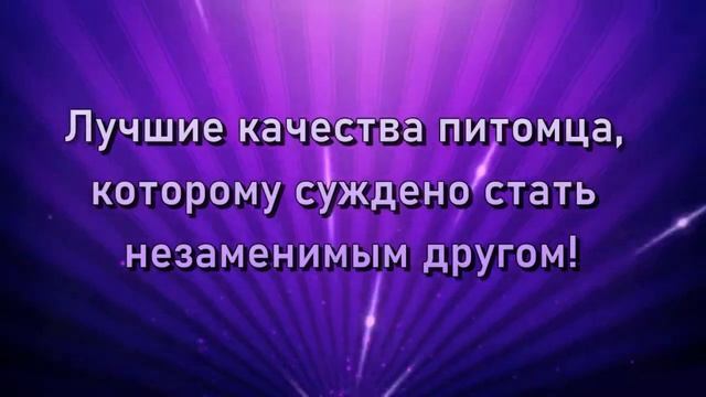 щенки ка де бо на продажу смотреть онлайн