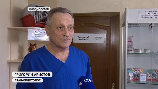 Краснокнижного малого лебедя заметили во Владивостоке смотреть онлайн