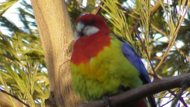 How to Attract Rosella Parrots ?? смотреть онлайн