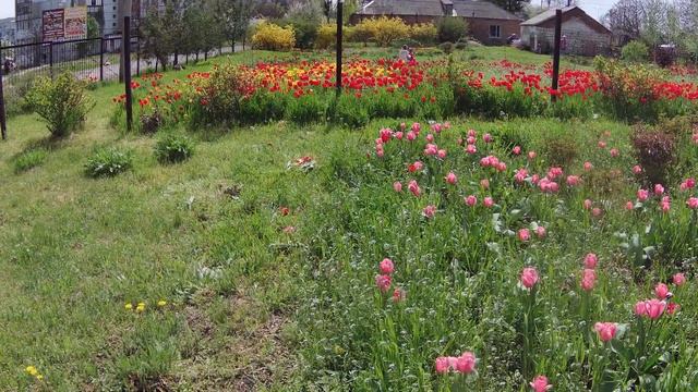 Сезон тюльпанов в разгаре! КП "ФЛОРА" Первомайск Николаевская область. (4К видео) смотреть онлайн