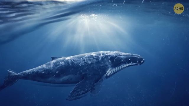 60+ фактов о животных, о которых вы не знали 2 минуты назад смотреть онлайн