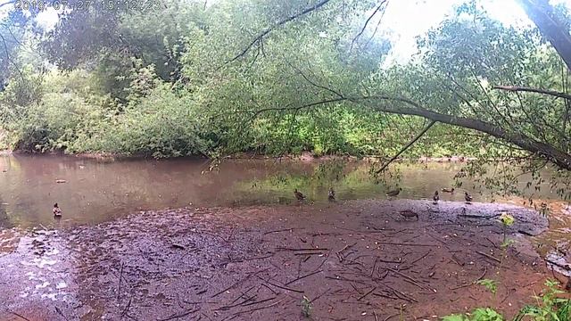 утка побежала в парке смотреть онлайн
