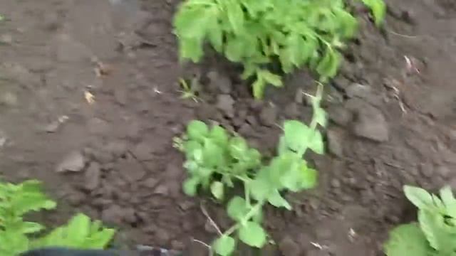 Однолетники как многолетники смотреть онлайн