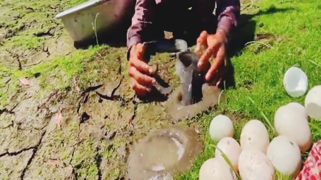FISHING WITH EGG | kya aisa ho sakta hai 🤔 #fishing #fishingtrick #villagefishing смотреть онлайн