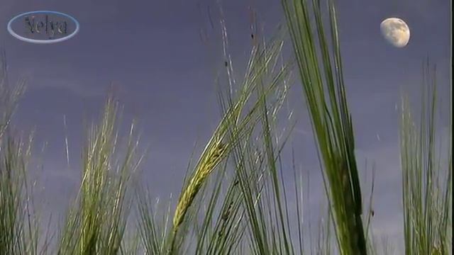 Притча о МАМЕ смотреть онлайн