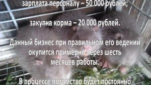 Разведение нутрий. Бизнес-идея.