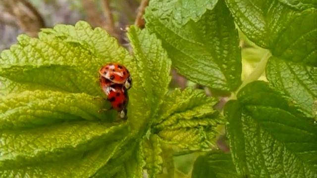More minibeasts смотреть онлайн