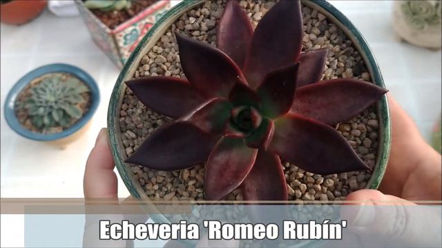 Top 10 Echeverias con nombre (último video del 2019) смотреть онлайн