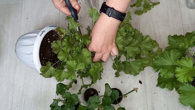 Королевская пеларгония не цветет, что делать? смотреть онлайн