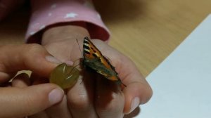 Кормили бабочку. Крапивница.