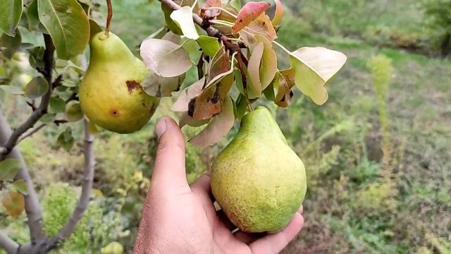 Обзор сортов груш. Часть 1. смотреть онлайн