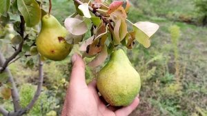 Обзор сортов груш. Часть 1.