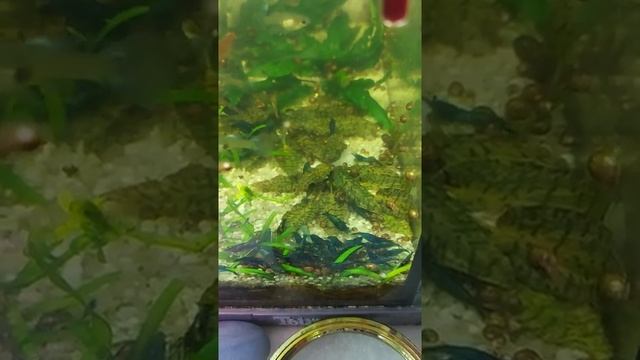 КРЕВЕТКИ ГОЛУБАЯ МЕЧТА ( BLUE DREAM ).mp4 смотреть онлайн