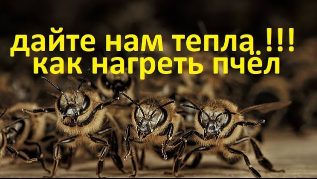 пчёлы. Семьи пчёл не будут расти весной без тепла. Как сохранить тепло в гнезде и нагреть #пчёл. смотреть онлайн
