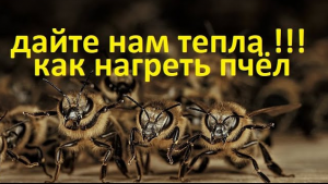 пчёлы. Семьи пчёл не будут расти весной без тепла. Как сохранить тепло в гнезде и нагреть #пчёл.