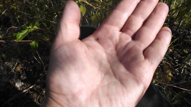 Клещи и цифокс 15 дней защита Насколько реально смотреть онлайн