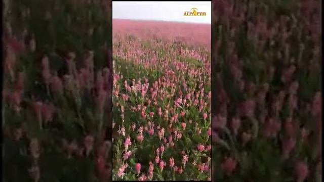 Н.А. Зеленский рассказывает о своей любимой сельхоз культуре - эспарцете. смотреть онлайн