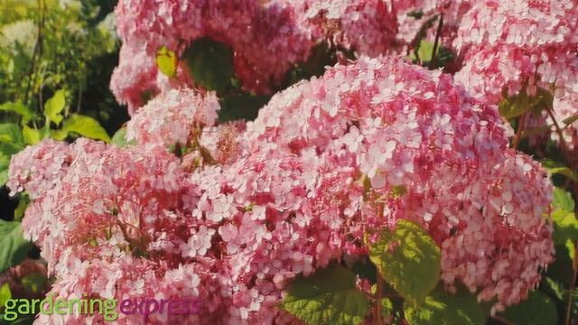 Plant Profile - Sweet Annabelle Hydrangea Arborescens смотреть онлайн