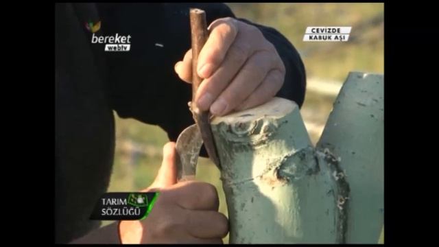 Aşılama (Kabuk Aşısı) - Ceviz Aşılaması (Kabuk Aşısı) 3.Bölüm смотреть онлайн