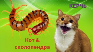 Кошка против Сколопендры.