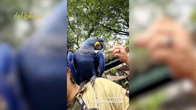 TEGANG !! PERTAMA KALI FREE FLY DUA EKOR MACAW HYACINTH DI JOGLO..GAK BALIK!? BURUNGNYA BISA NANGIS смотреть онлайн