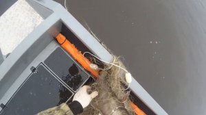 Рыбалка ставной сетью.. СОМ. ТОЛСТОЛОБ. ВЕРХОГЛЯД. Ячея 80 мм.