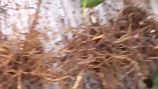 Зимняя выгонка ландышей смотреть онлайн