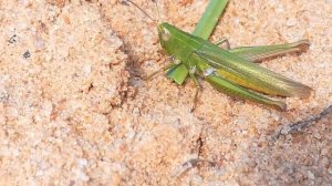 Наш кузнечик? Про кузнечика